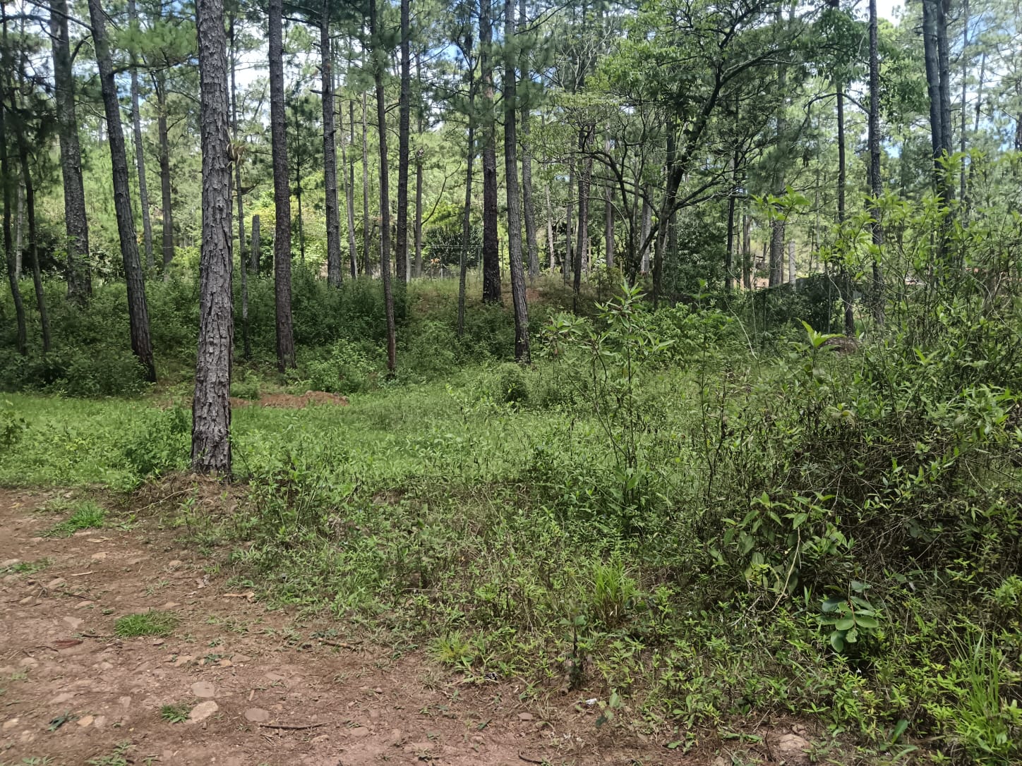 VALLE DE ANGELES, FRANCISCO MORAZÀN